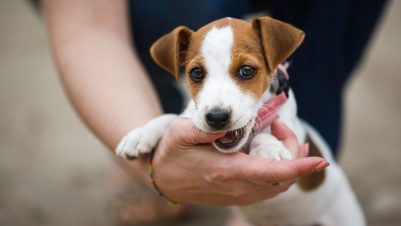 Person holding dog