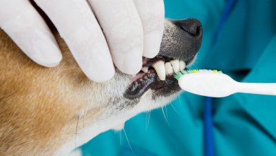 Brushing dog teeth