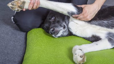 Dog physiotherapy