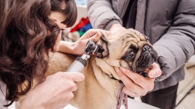 Vet examining dog ear