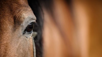close up of horse eye