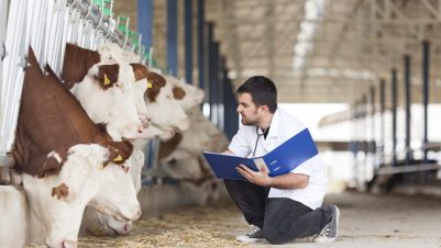 Vet checking on cows