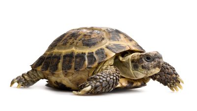 tortoise