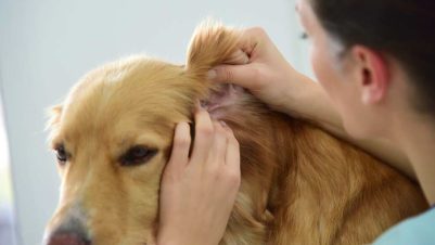 Examining dog ear