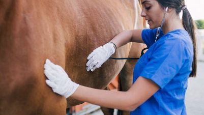 vet examining horse with stethoscope