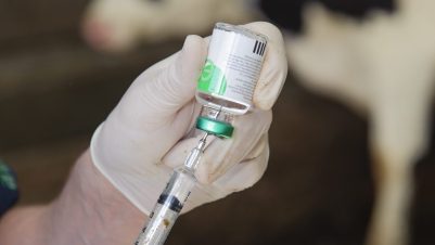 Vet preparing injection for cow