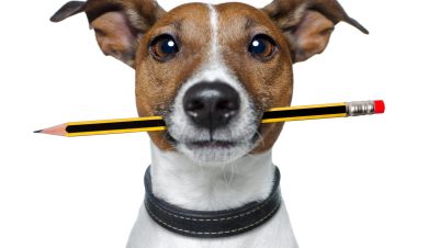 dog with pencil in mouth
