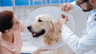 vet and client treating dog in Elizabethan collar