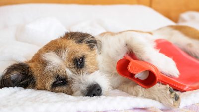 sick dog in bed