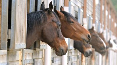 horses in stable