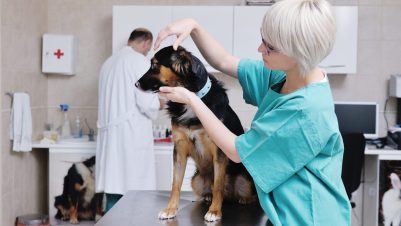 Vet examining dog