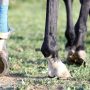 horse with bandaged leg