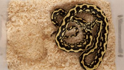 Captive snake in box