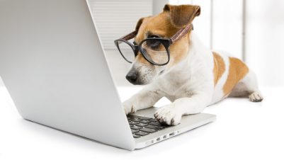 smart dog on computer