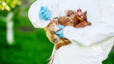 doctor examining chicken