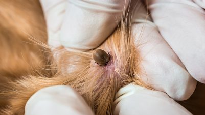 Removing tick from dog