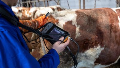 Ultrasound on cow
