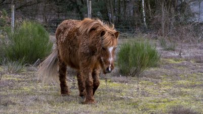 Horse with Equine Cushing Syndrome