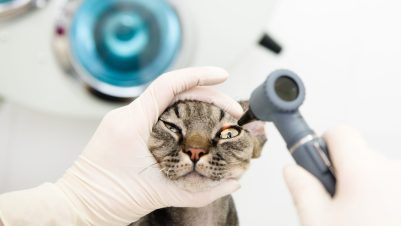 vet examining cat eye