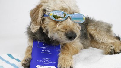 Dog in sunglasses with passport
