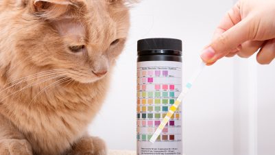 Cat looking at urine sample results