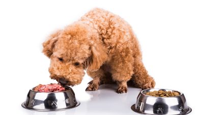 Dog choosing raw meat over dry food