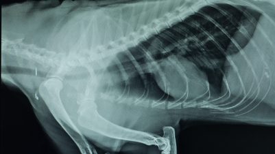 thorax lateral x-ray film of cat