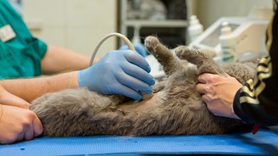 Ultrasound on cat