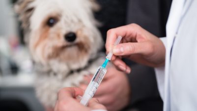 Vet holding injection next to dog