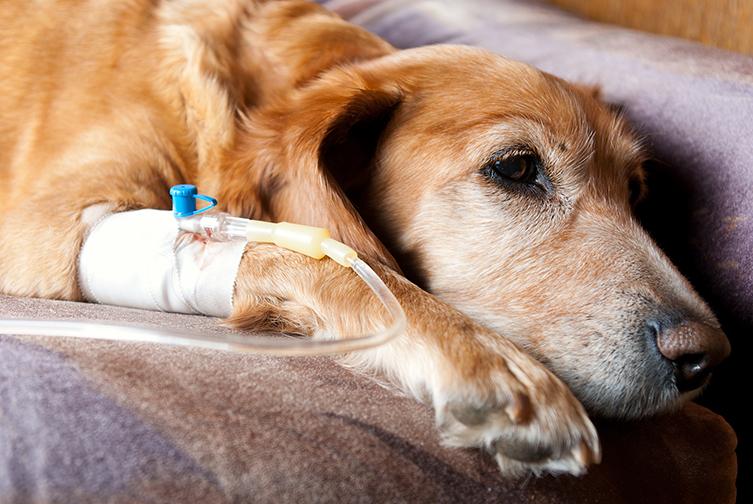 Dog lying on bed taking infusion