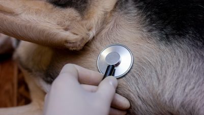 Checking dog with stethoscope