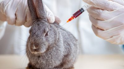 Taking rabbit blood sample