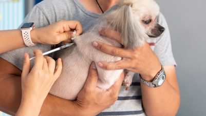 Dog getting vaccinated