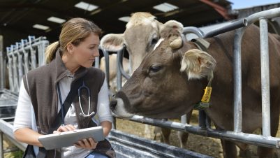 Vet checking on cow in barn