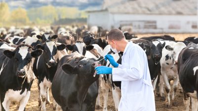 Vet examining cow on farm