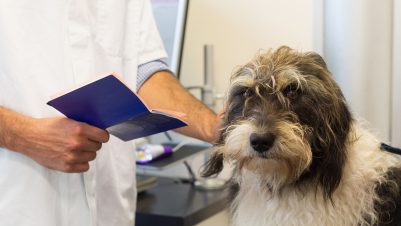 Dog at the vet