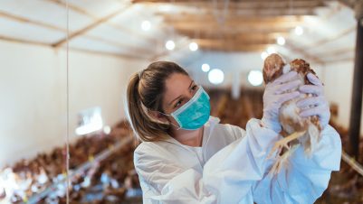 Vet holding chicken
