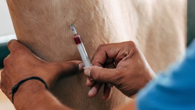 Blood draw on a horse