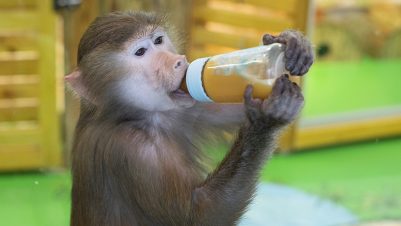 Monkey drinking from bottle