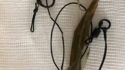 Barbed fishing hook removed from dog
