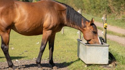 in the hot weather horses should have access to fresh water at all times