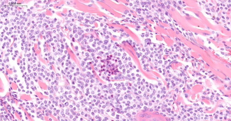 A case of cutaneous mast cell neoplasia in a ferret - Veterinary Practice